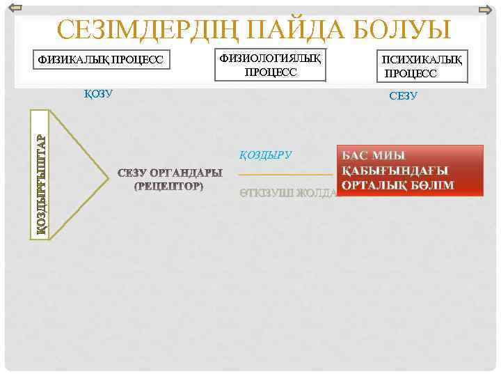 СЕЗІМДЕРДІҢ ПАЙДА БОЛУЫ ФИЗИКАЛЫҚ ПРОЦЕСС ФИЗИОЛОГИЯЛЫҚ ПРОЦЕСС ПСИХИКАЛЫҚ ПРОЦЕСС ҚОЗУ СЕЗУ ҚОЗДЫРУ БАС МИЫ