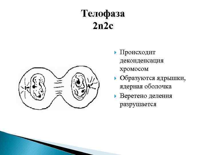 Телофаза 2n2c рисунок