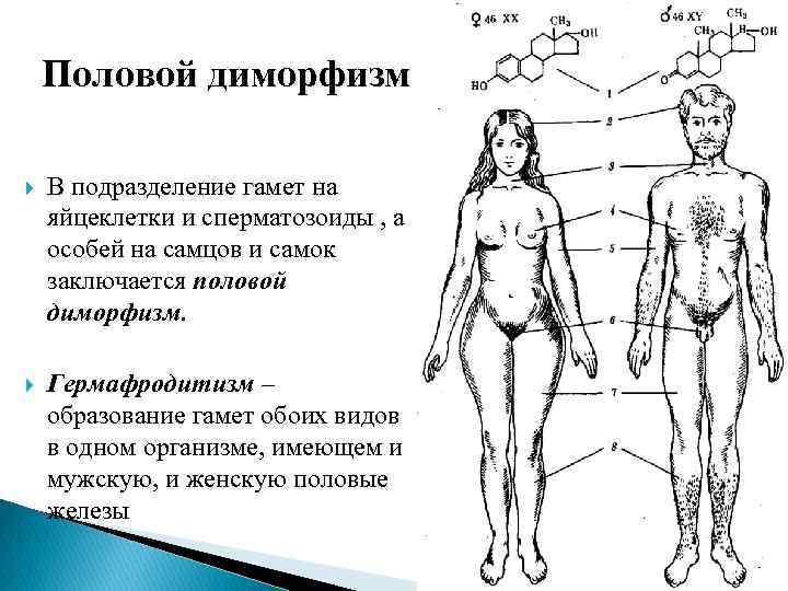 Половой диморфизм В подразделение гамет на яйцеклетки и сперматозоиды , а особей на самцов