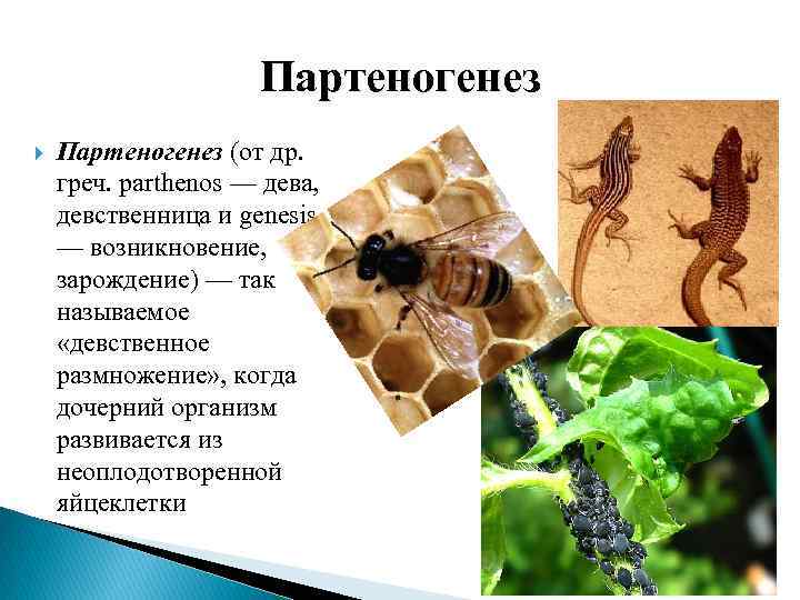 Партеногенез это. Мейотический партеногенез. Коловратки партеногенез. Моллюски партеногенез. Размножение комаров партеногенез.