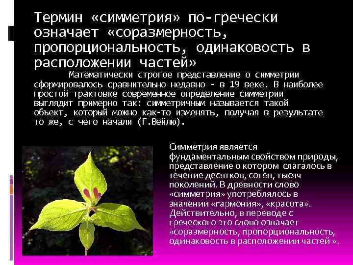 Термин «симметрия» по-гречески означает «соразмерность, пропорциональность, одинаковость в расположении частей» Математически строгое представление о