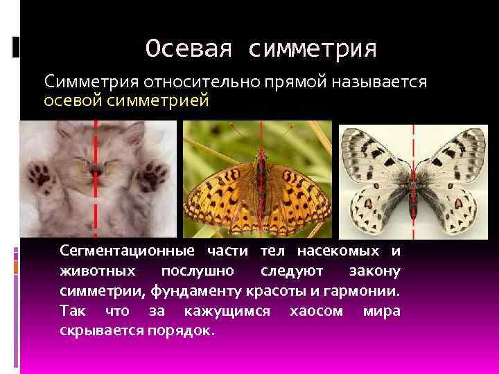 Осевая симметрия Симметрия относительно прямой называется осевой симметрией Сегментационные части тел насекомых и животных