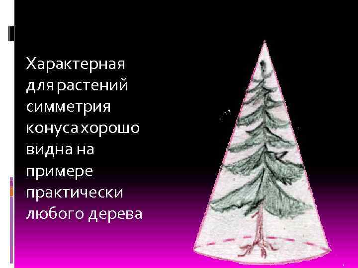 Характерная для растений симметрия конуса хорошо видна на примере практически любого дерева 