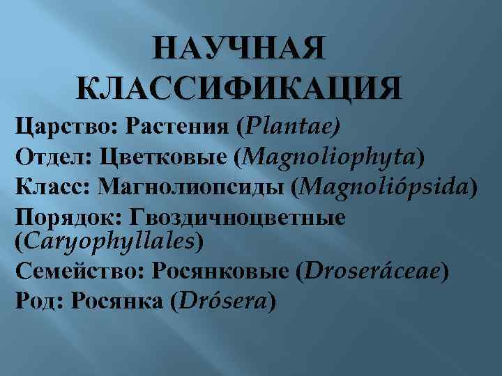 НАУЧНАЯ КЛАССИФИКАЦИЯ Царство: Растения (Plantae) Отдел: Цветковые (Magnoliophyta) Класс: Магнолиопсиды (Magnoliópsida) Порядок: Гвоздичноцветные (Caryophyllales)