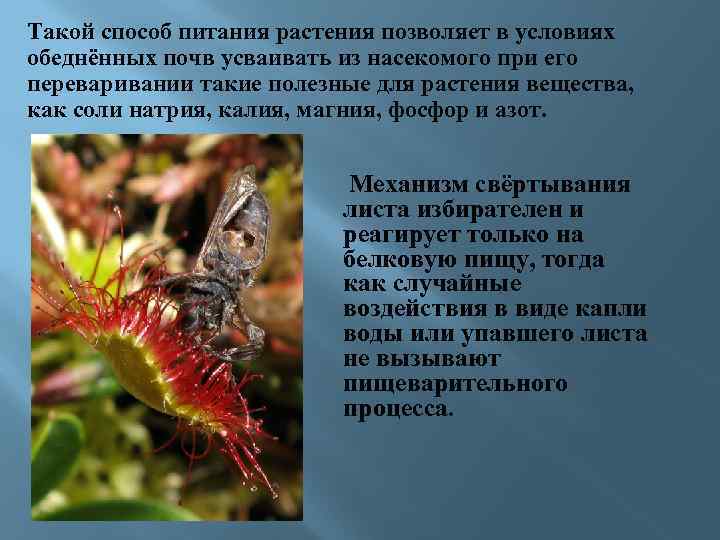 Такой способ питания растения позволяет в условиях обеднённых почв усваивать из насекомого при его