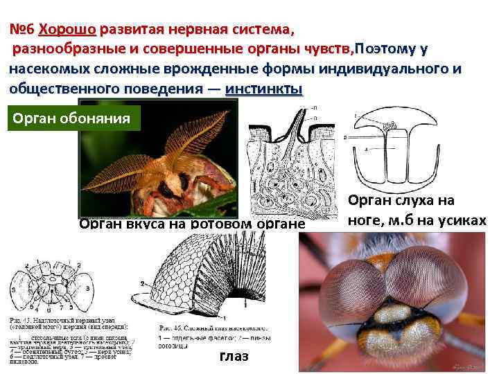 № 6 Хорошо развитая нервная система, разнообразные и совершенные органы чувств, Поэтому у насекомых