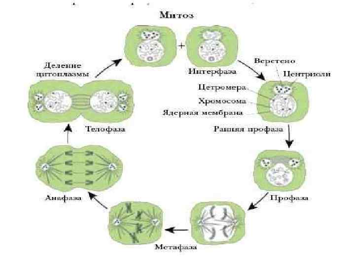 Митотическое деление примеры