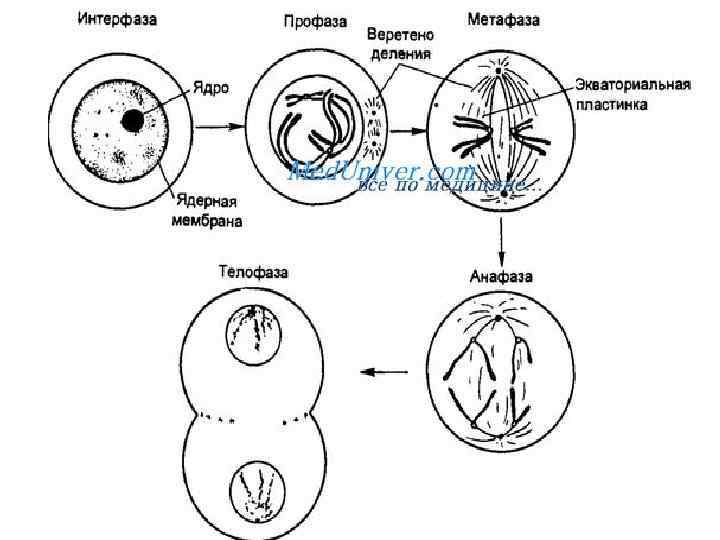 Интерфаза клетки. Интерфаза профаза. Интерфаза мейоза рисунок. Схема митоза в гипотетической клетке. Митоз клетки с одной парой хромосом.