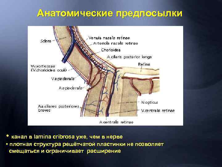 Анатомические предпосылки • канал в lamina cribrosa уже, чем в нерве • плотная структура