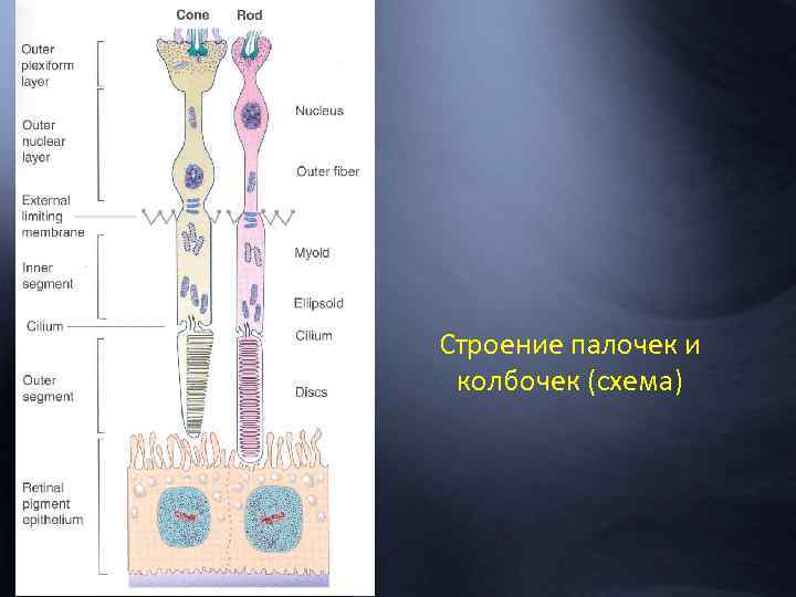 Строение палочек и колбочек (схема) 