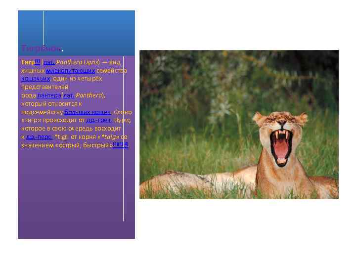 Тигрёнок. Тигр[1] (лат. Panthera tigris) — вид хищных млекопитающих семейства кошачьих, один из четырёх