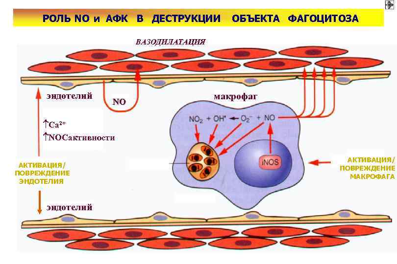 РОЛЬ NO и АФК В ДЕСТРУКЦИИ ОБЪЕКТА ФАГОЦИТОЗА ВАЗОДИЛАТАЦИЯ эндотелий NO макрофаг Са 2+