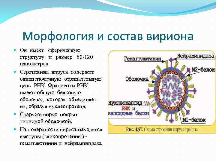 В чем состоит принцип работы вируса. Строение вириона микробиология. Структура вириона вируса гриппа. Морфология вирусов структура вириона. Морфология вирионов микробиология.