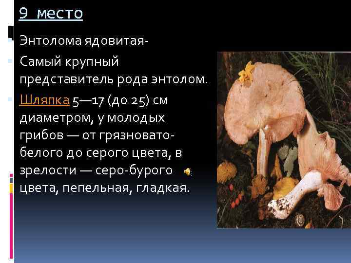 9 место Энтолома ядовитая Самый крупный представитель рода энтолом. Шляпка 5— 17 (до 25)