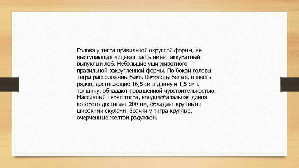 Голова у тигра правильной округлой формы, ее выступающая лицевая часть имеет аккуратный выпуклый лоб.