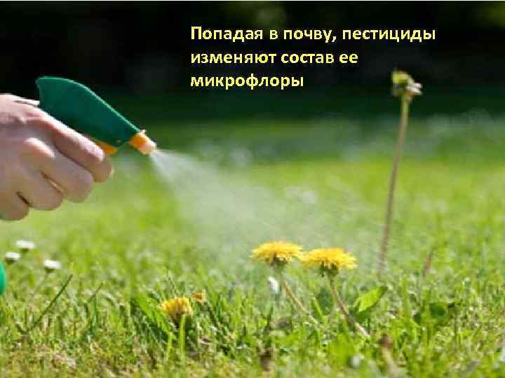 Попадая в почву, пестициды изменяют состав ее микрофлоры 