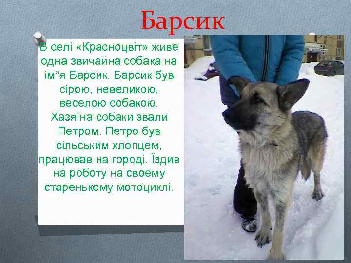 Барсик В селі «Красноцвіт» живе одна звичайна собака на ім”я Барсик був сірою, невеликою,