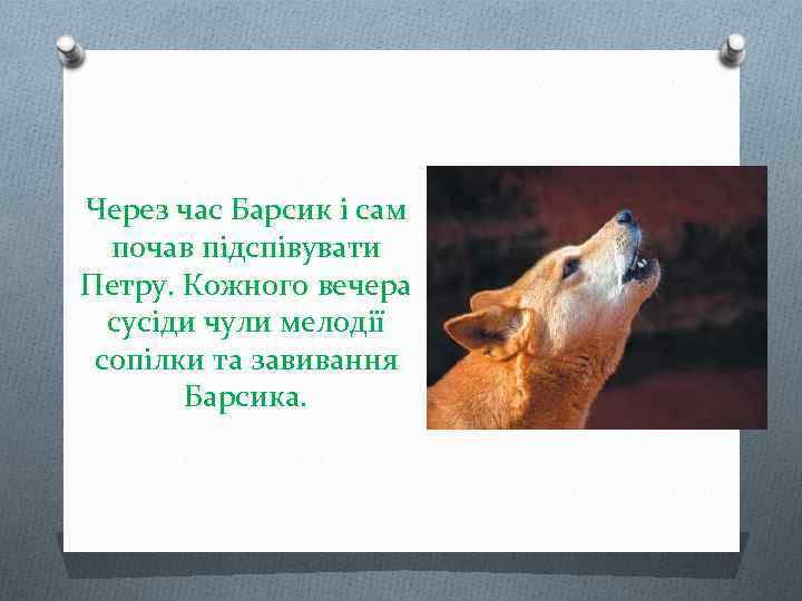 Через час Барсик і сам почав підспівувати Петру. Кожного вечера сусіди чули мелодії сопілки