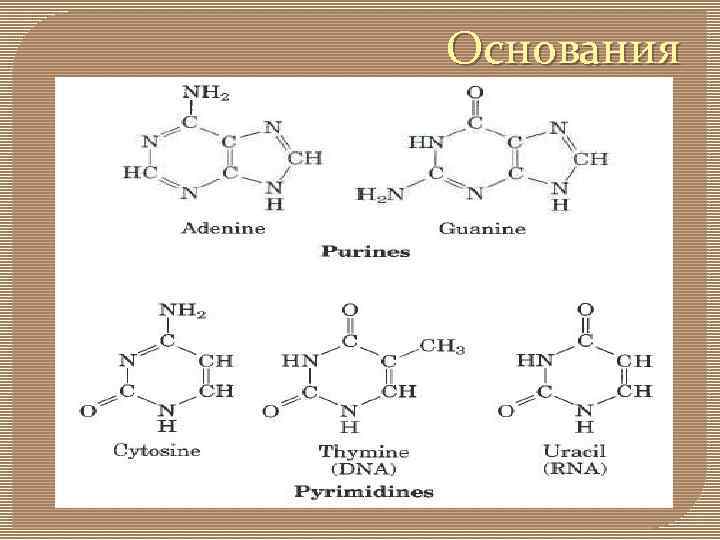 Основания 