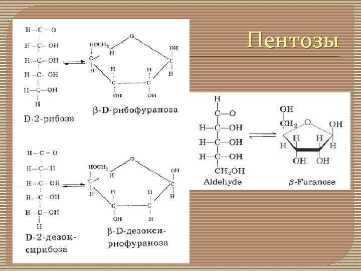 Строение пентозы. Циклизация рибозы. Ксилулоза циклическая. Рибулоза циклическая.