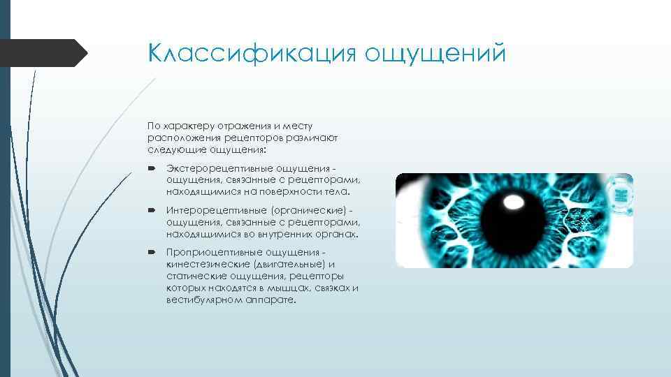 Классификация ощущений По характеру отражения и месту расположения рецепторов различают следующие ощущения: Экстерорецептивные ощущения,