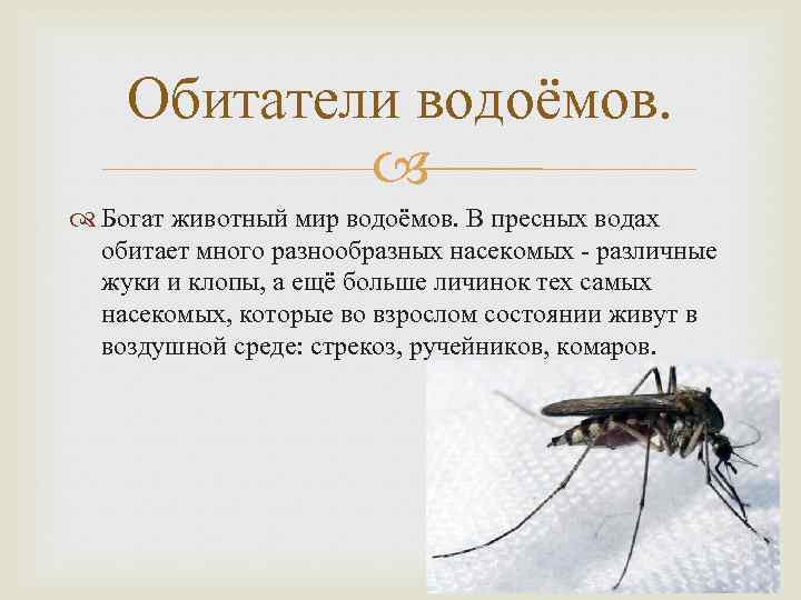 Обитатели водоёмов. Богат животный мир водоёмов. В пресных водах обитает много разнообразных насекомых -