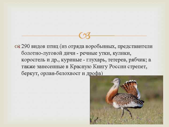  290 видов птиц (из отряда воробьиных, представители болотно-луговой дичи - речные утки, кулики,