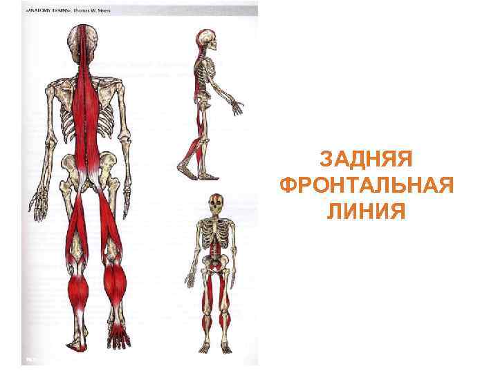 ЗАДНЯЯ ФРОНТАЛЬНАЯ ЛИНИЯ 