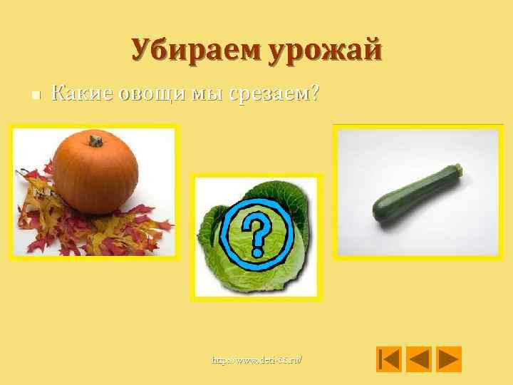 Убираем урожай n Какие овощи мы срезаем? http: //www. deti-66. ru/ 