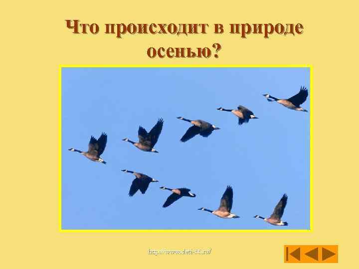 Что происходит в природе осенью? http: //www. deti-66. ru/ 