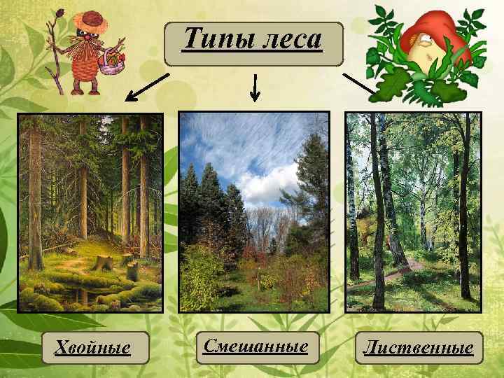 3 вида лесов