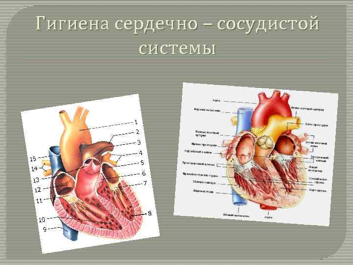 Гигиена сердечно сосудистой системы. Памятка гигиена сердечно сосудистой системы. Памятка гигиена сердечно сосудистой системы 8 класс биология. Памятка по гигиене сердечно сосудистой системы. Гигиано сердечной-сосудистой системы.