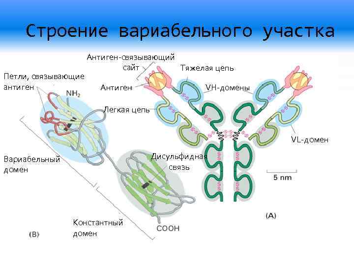 Домены антител. Вариабельный домен антитела. Константные и вариабельные домены иммуноглобулинов. Вариабельные домены. Строение легкой цепи антигена.