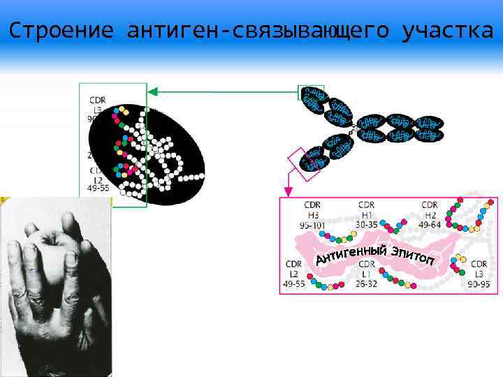 Строение антиген-связывающего участка 