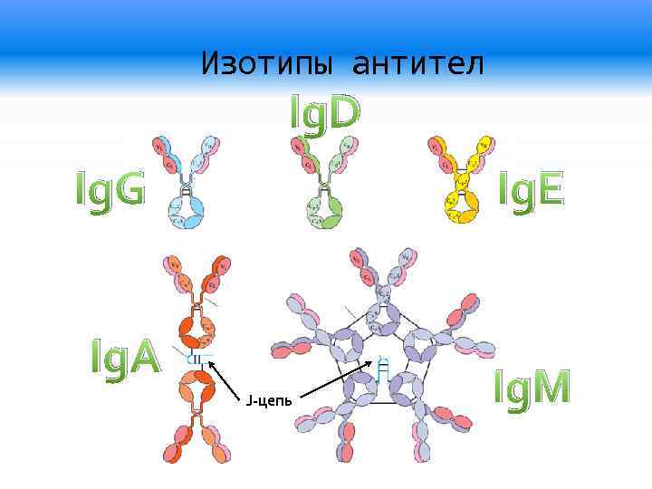 Ig a m g. Изотип иммуноглобулинов определяется структурой. Изотипы антител. Изотипы, аллотипы и идиотипы. Идиотипы иммуноглобулинов.