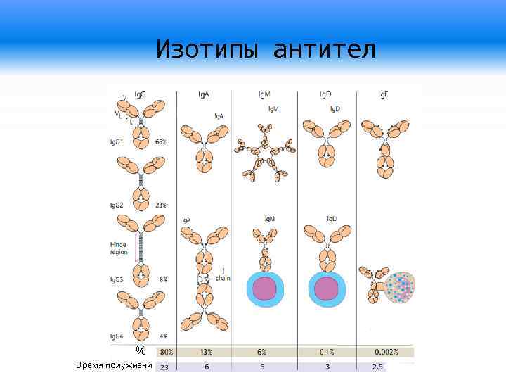 Иммунные антитела 1 4