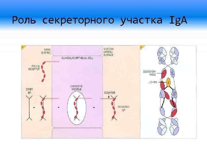 Роль секреторного участка Ig. A 