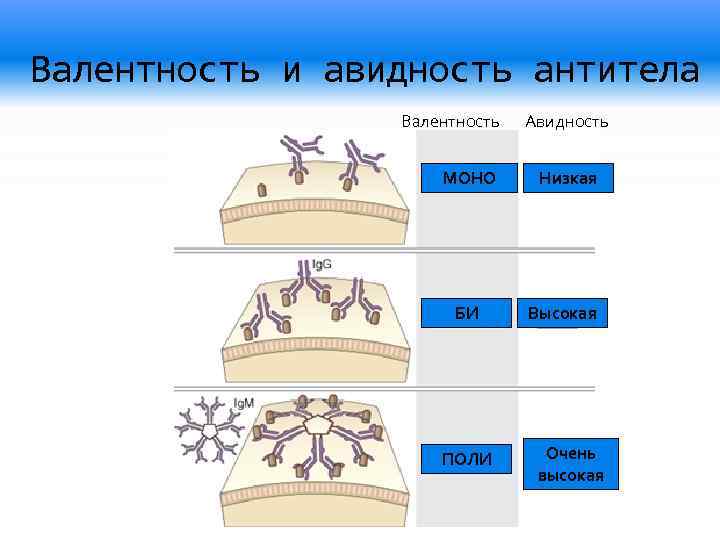 Звенья иммунитета схема