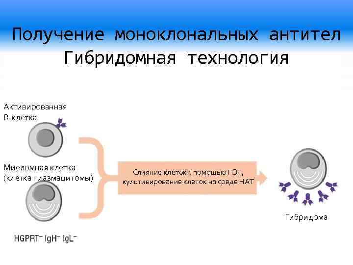 Получение гибридов на основе соединения клеток