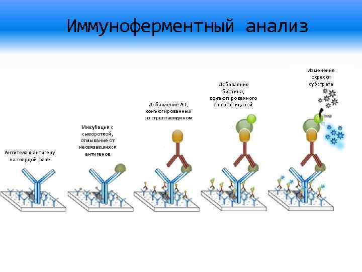 Иммуноферментный анализ. ИФА метод иммуноглобулинами. Твердая фаза ИФА. ИФА С захватом антигена. Иммуноферментный анализ (ИФА).