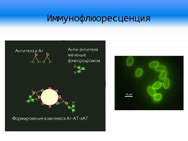 Схема реакции иммунофлюоресценции