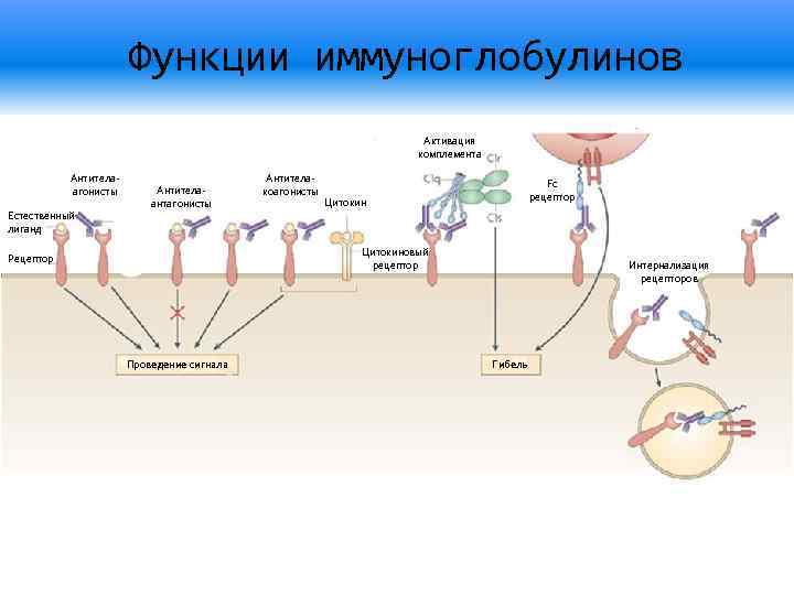 Схема иммуноглобулина g