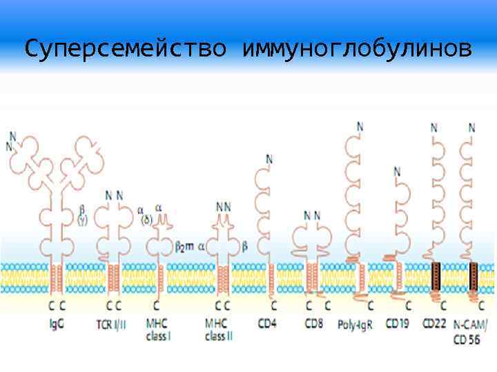 Суперсемейство иммуноглобулинов 