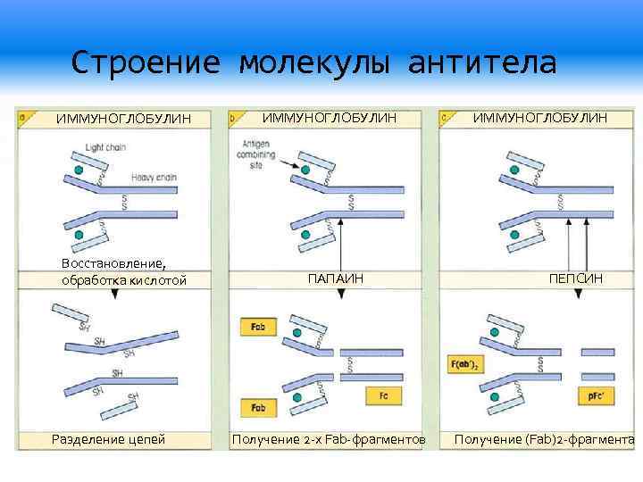 Строение молекулы антитела ИММУНОГЛОБУЛИН Восстановление, обработка кислотой Разделение цепей ИММУНОГЛОБУЛИН ПАПАИН Получение 2 -х