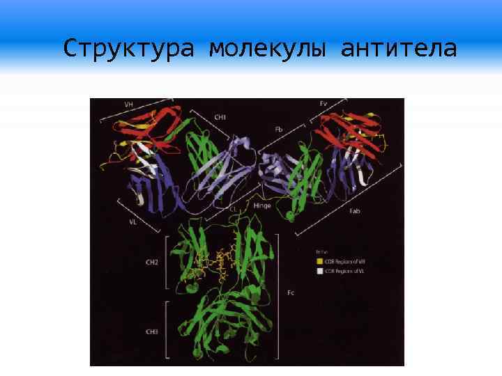 Структура молекулы антитела 
