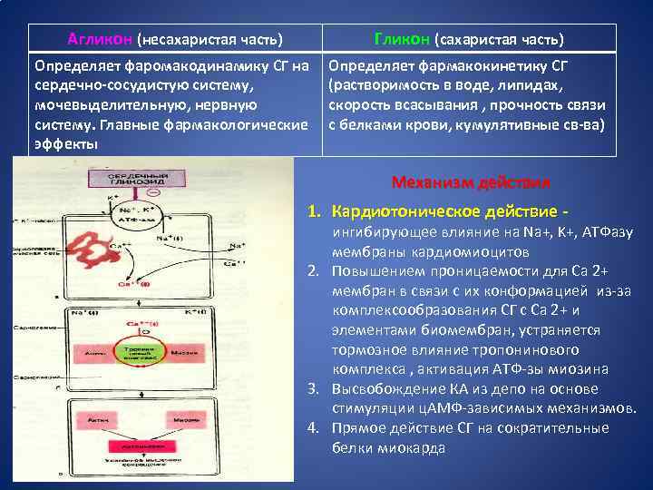 Противоаритмические средства презентация