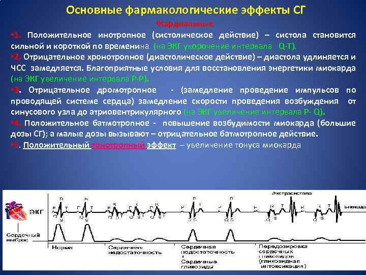 Основные фармакологические эффекты СГ • Кардиальные • 1. Положительное инотропное (систолическое действие) – систола