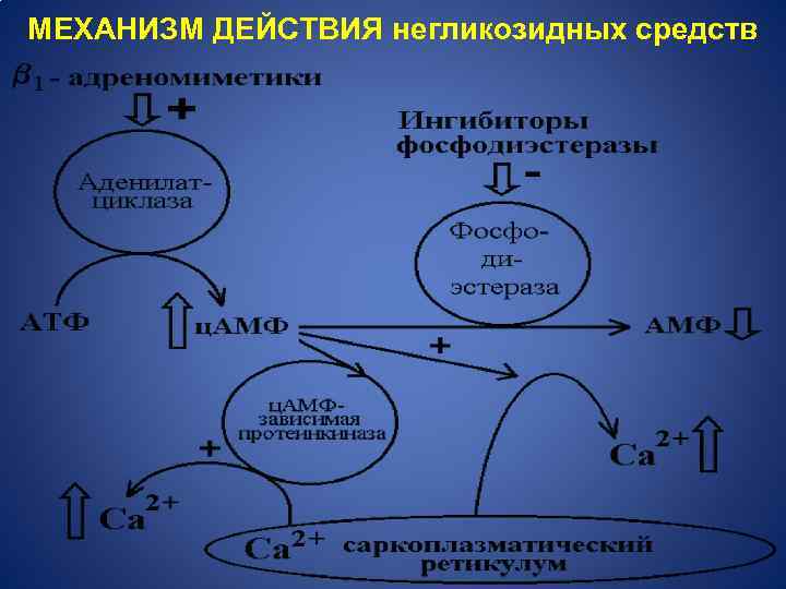 Механизм действия кардиотонических средств