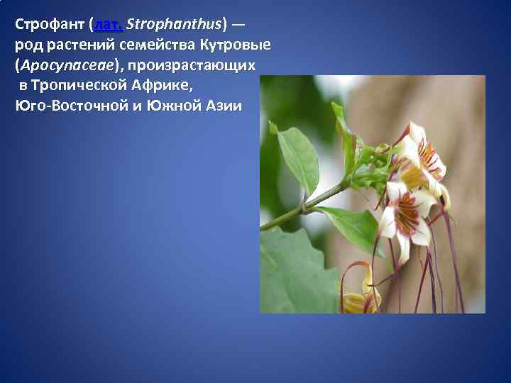 Строфант (лат. Strophanthus) — род растений семейства Кутровые (Apocynaceae), произрастающих в Тропической Африке, Юго-Восточной