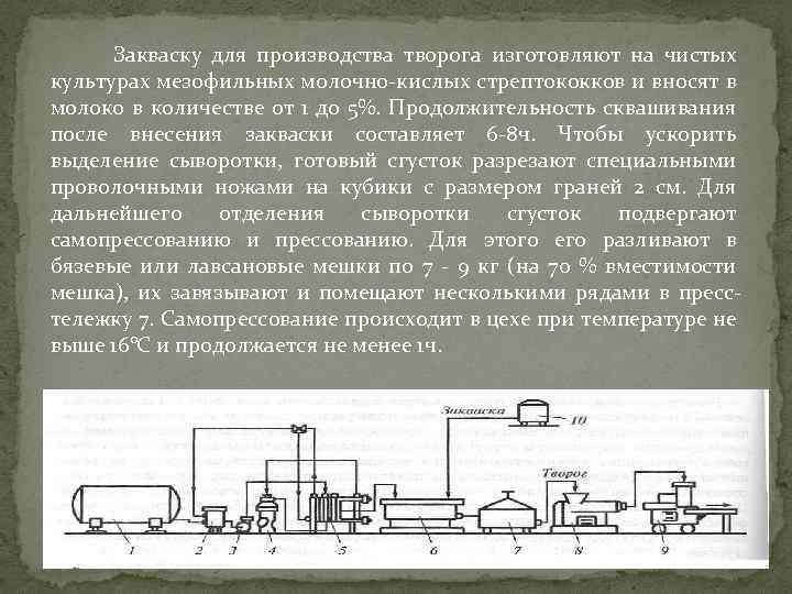 Закваску для производства творога изготовляют на чистых культурах мезофильных молочно-кислых стрептококков и вносят в